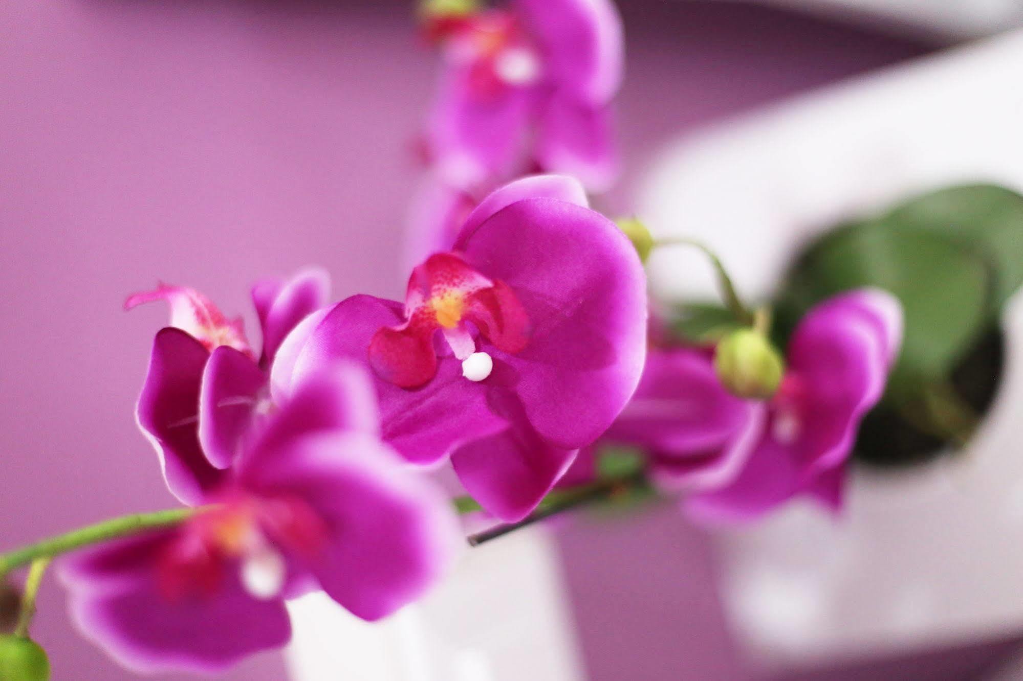 Iris Room Рим Екстер'єр фото